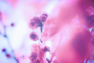 Close-up of pink flowers