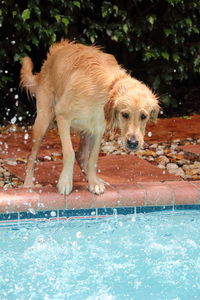 Dog standing on poolside