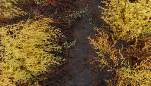 High angle view of trees in forest