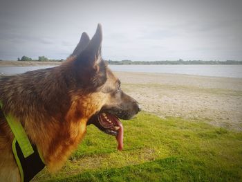 Dog looking away on field