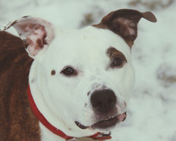 Close-up portrait of dog