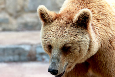 Close-up of brown bear