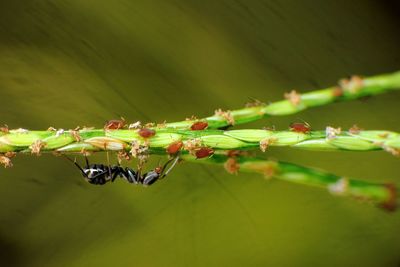Close-up of insect on plant