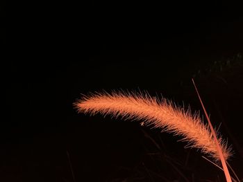 Close-up of fireworks against black background