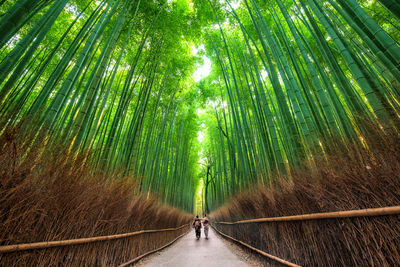 Panoramic view of trees on road