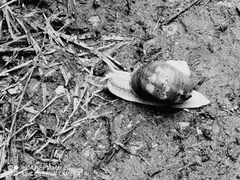 High angle view of snail on land