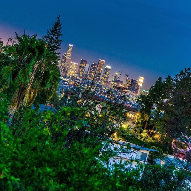 tree, blue, growth, building exterior, clear sky, low angle view, architecture, built structure, palm tree, sky, nature, green color, plant, outdoors, city, beauty in nature, no people, tall - high, illuminated, day