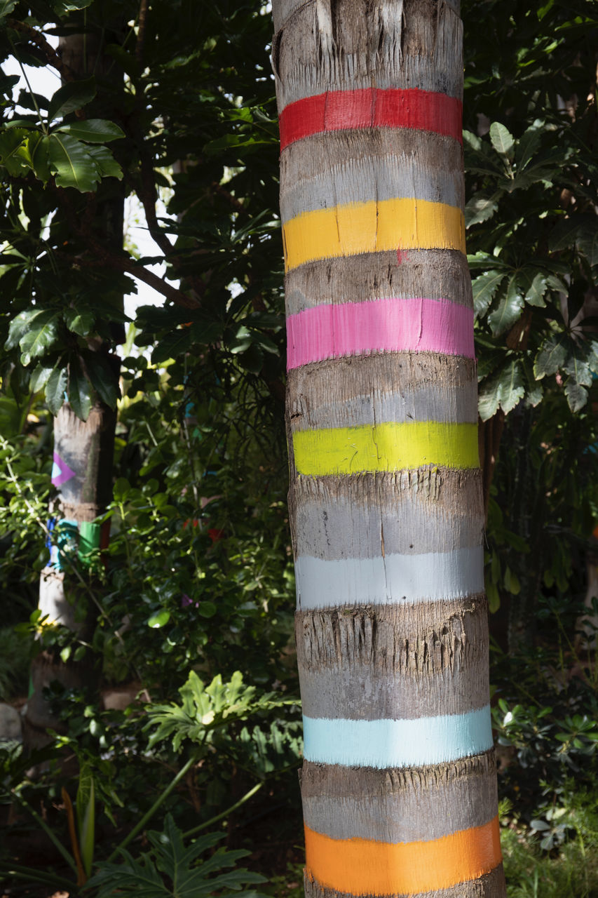 CLOSE-UP OF PLANTS GROWING ON TREE