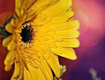 Close-up of sunflower