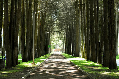 Walkway amidst trees in forest