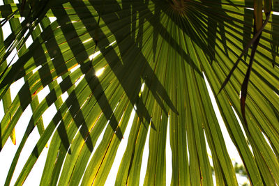 Low angle view of palm tree leaves