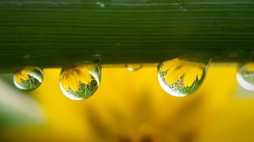 Close-up of raindrops on yellow flowering plant