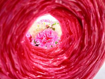 Close-up of pink rose flower