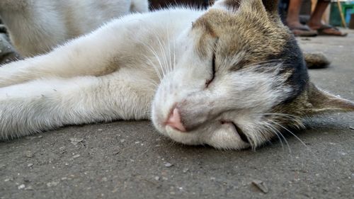 Close-up of cat sleeping on street