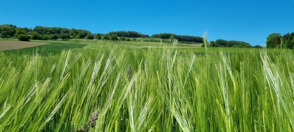 Scenic view of field against clear sky