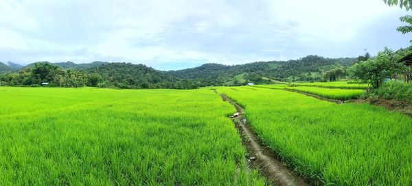 Scenic view of agricultural field against sky