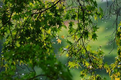 Low angle view of plant growing on tree