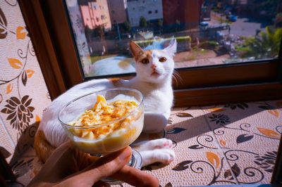 Close-up of cat sitting at home