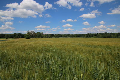 Scenic view of agricultural field against sky