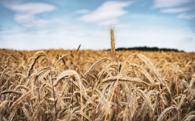 Wheat field against sky