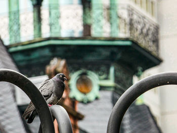 Close-up of pigeon perching on metal building