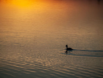 Silhouette of ducks swimming in water