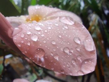 Close-up of wet flower