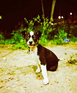 Portrait of dog on ground at night