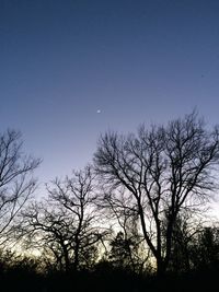 Silhouette trees against sky at night