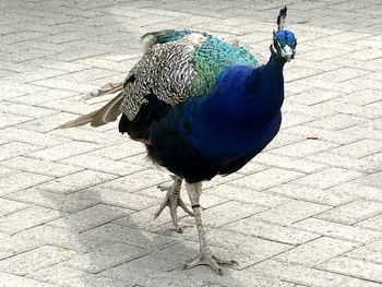 High angle view of peacock on street