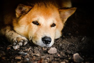 Close-up portrait of dog lying on field