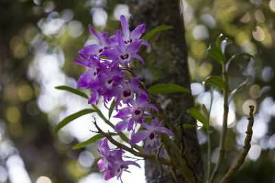 Close-up of purple flowers blooming on tree
