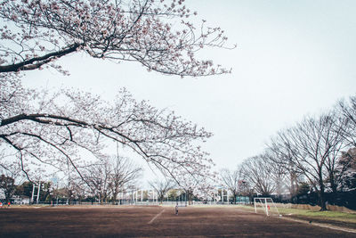 Trees in city against sky