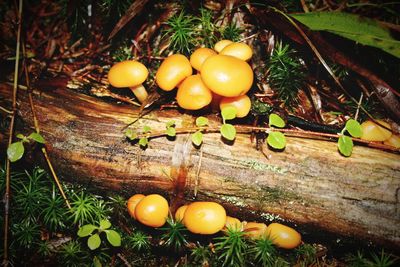 Close-up of fruits on field