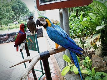 animal themes