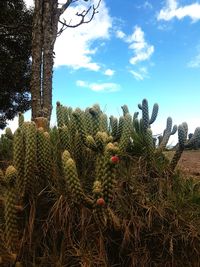 Cactus growing on field against sky