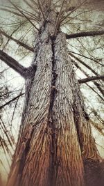 Low angle view of bare tree against sky