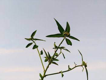 Low angle view of flowering plant against clear sky