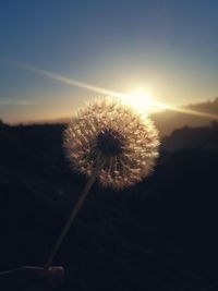 Close-up of dandelion against sky during sunset