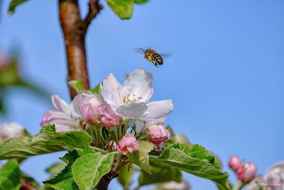 Close-up of bee pollinating flower