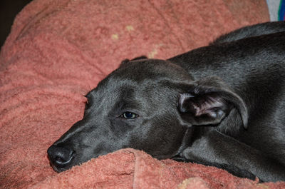 Close-up of dog resting on blanket