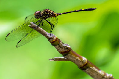 Close-up of dragonfly on plant