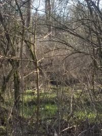 Bare trees in forest