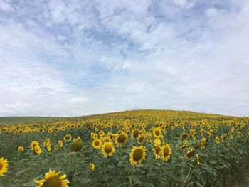 Scenic view of sunflower field against cloudy sky