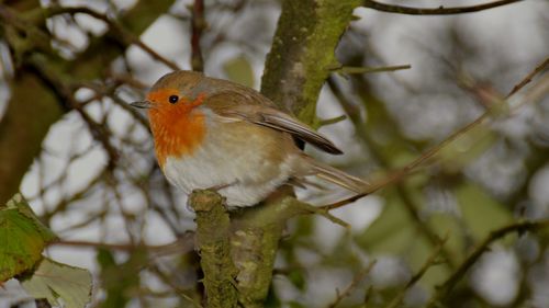 Close-up of robin bird perching on tree