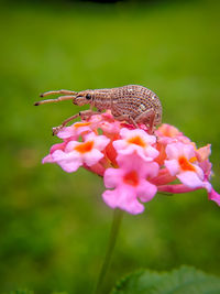 Close-up of insect on pink flower