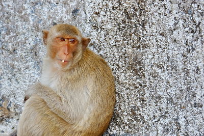 Portrait of monkey sitting on snow