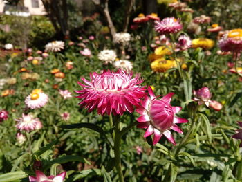 Close-up of pink flowers blooming outdoors