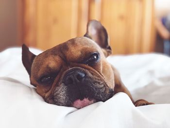 Close-up portrait of dog relaxing on bed at home