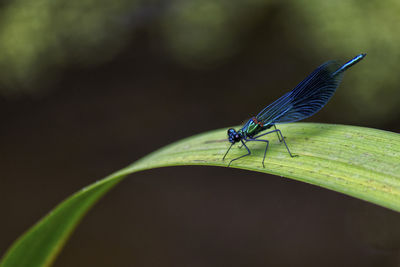 Close-up of damselfly on leaf